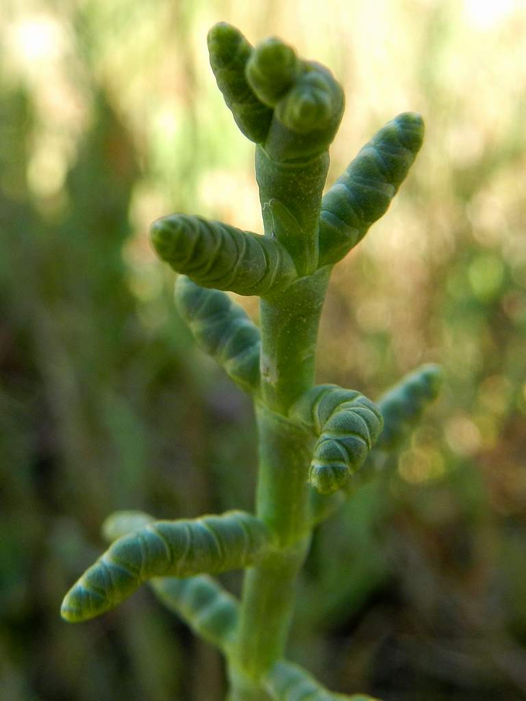 Salicornia da confermare